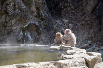 地獄谷野猿公苑