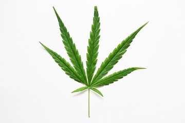 Cannabis leaf close up, marijuana ganja weed leaves on white background in natural light
