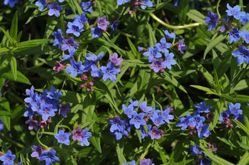 Steinsame, Blauroter