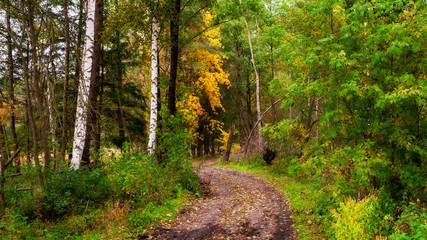 Jesień w Puszczy Knyszyńskiej, Podlasie, Polska © podlaski49