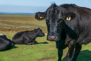 Black cow looking into camera on Dartmoor.