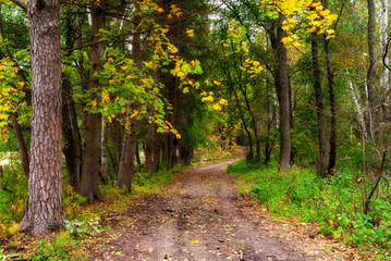 Jesień w Puszczy Knyszyńskiej, Podlasie, Polska © podlaski49
