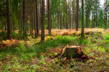 Jesień w Puszczy Knyszyńskiej, Podlasie, Polska © podlaski49