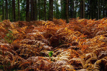 Jesień w Puszczy Knyszyńskiej, Podlasie, Polska © podlaski49