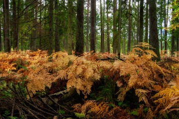Jesień w Puszczy Knyszyńskiej, Podlasie, Polska © podlaski49