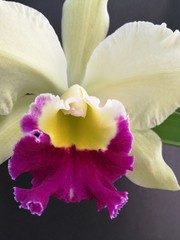 Fototapeta na wymiar Cattleya orchid,bloom on black blackground