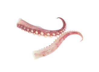 tentacles of octopus isolated on white background