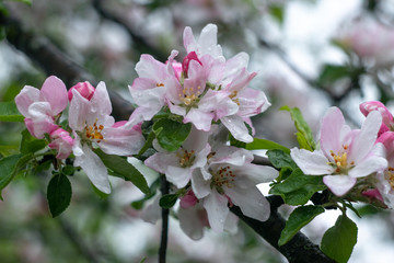 Blooming apple tree. Floral background. Flower, blossom. Branch of fruit tree. Spring card, springtime.