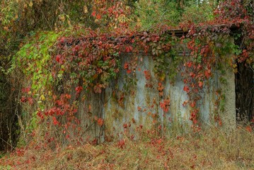 old gray garage overgrown with colored leaves and vegetation in the grass