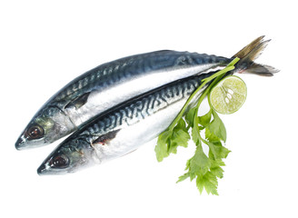 Fresh saba fish isolated on white background