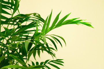 Green leaves of palm tree (Hamedorea) against the background of a white wall. Copy space.