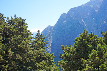 Pine tree on the trail in front of the entrances to the amazing famous Samaria gorge on the island...