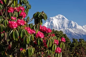 Fototapete Dhaulagiri Rhododendron vor Dhaulagiri
