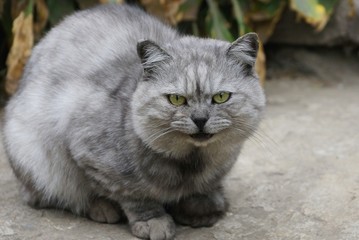 Naklejka na ściany i meble one gray cat sitting on the asphalt on the street
