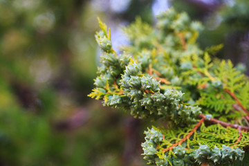 Green cones of thuja western on a branch, close-up. The botanical family of thuja is cupressaceae trees