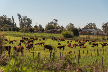 Breed aberdeen angus cattle in winter and production area 01