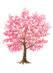 Obraz premium Pink Cherry Blossom tree watercolor painting hand drawn on isolated white background