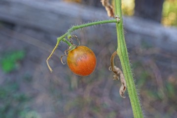 one red  tomato on a bush branch in the garden