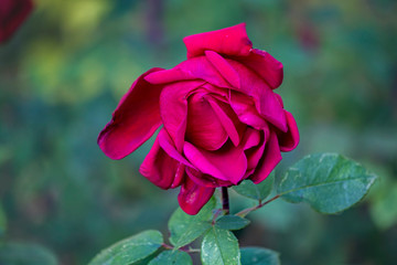 pink rose in the garden