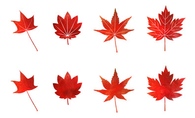 秋 紅葉 セット （水彩色鉛筆）