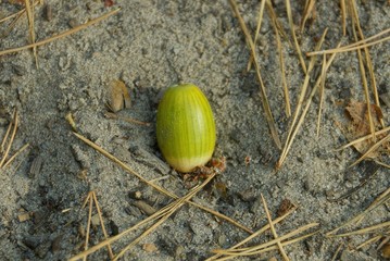 one green acorn lies on gray sand in nature