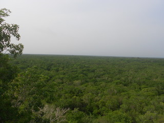 Dschungel Jungle Maya 