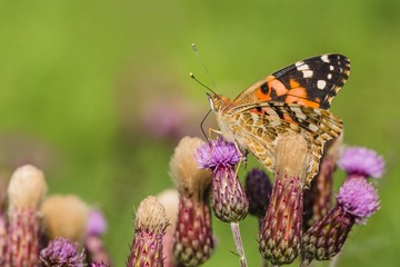 Close up image of colorful painted lady butterfly with spread wings sitting on purple thistle growing in a meadow on a summer day. Blurry green background.