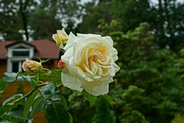 one large bud of a rose flower on a stem with green leaves in the autumn garden