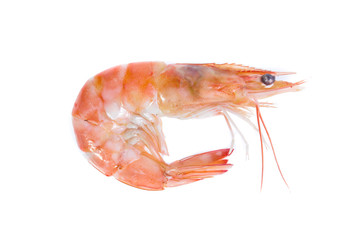 Shrimp isolated on the white background