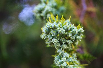 Green cones of thuja western on a branch, close-up. The botanical family of thuja is cupressaceae trees