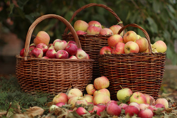 Three huge wicker baskets full of apples in the garden against a background of trees and fallen foliage