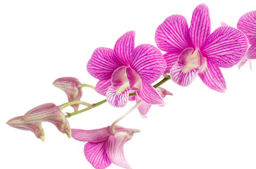 Fototapeta na wymiar pink orchid flowers isolated on white background