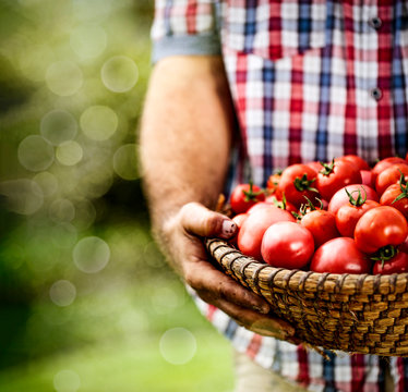 Fresh Red Tomatoes And Farmer Hands 