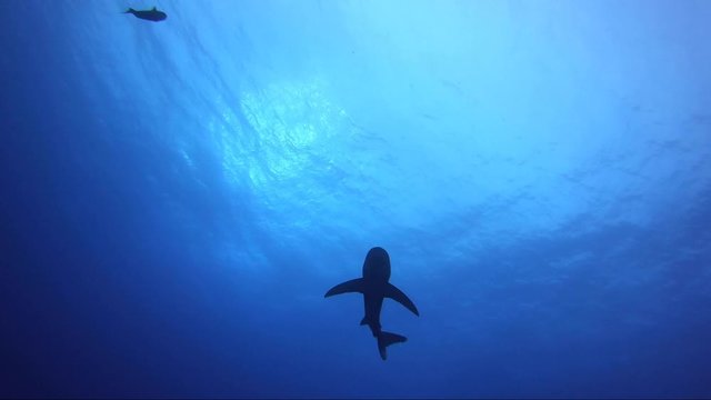 Oceanic white tip shark swims above the camera with crystal blue water. Looks silhouetted in light