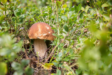 close-up photo of a porcino mushroom in the midst of blueberry plants