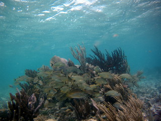Fototapeta na wymiar Fish Fisch Snorkeling 