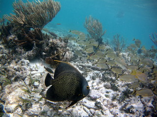 Fish Fisch Snorkeling 