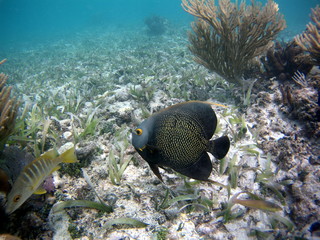 Dschungel Jungle Maya 