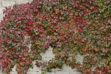 gray concrete wall overgrown with green and red leaves and plants