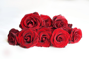 red roses, greeting card template