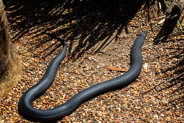 Close up overhead view of Red bellied black snake