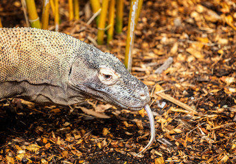 Close up of a Komodo Dragon with forked tongue