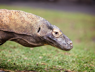 Close up of a Komodo Dragon prowling