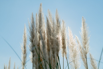 pampas grass 1