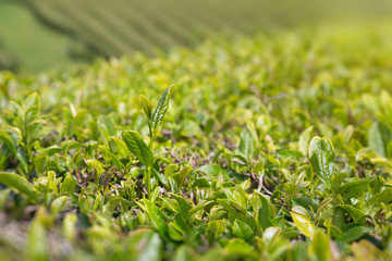 Close up of tea leaves growing on organic tea plantation in Sao Miguel, Azores, Portugal. Shallow depth of field, bokeh and sun flare.
