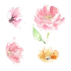 Set of watercolor illustrations of pink peonies on a white background.