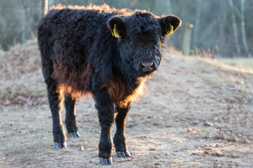 Fototapeta premium Galloway_Calf