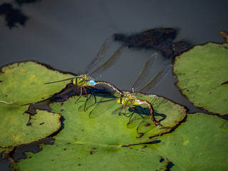 lesser emperor dragonflies mating in a Japanese pond 4