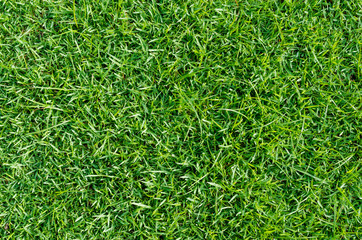 Green grass texture for background. Green lawn pattern and texture background. Close-up.