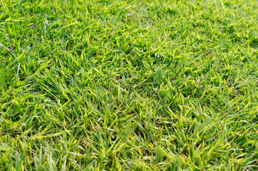 Green grass texture for background. Green lawn pattern and texture background. Close-up.
